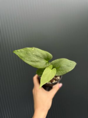 Anthurium Andean Moon x Giganteum Verde