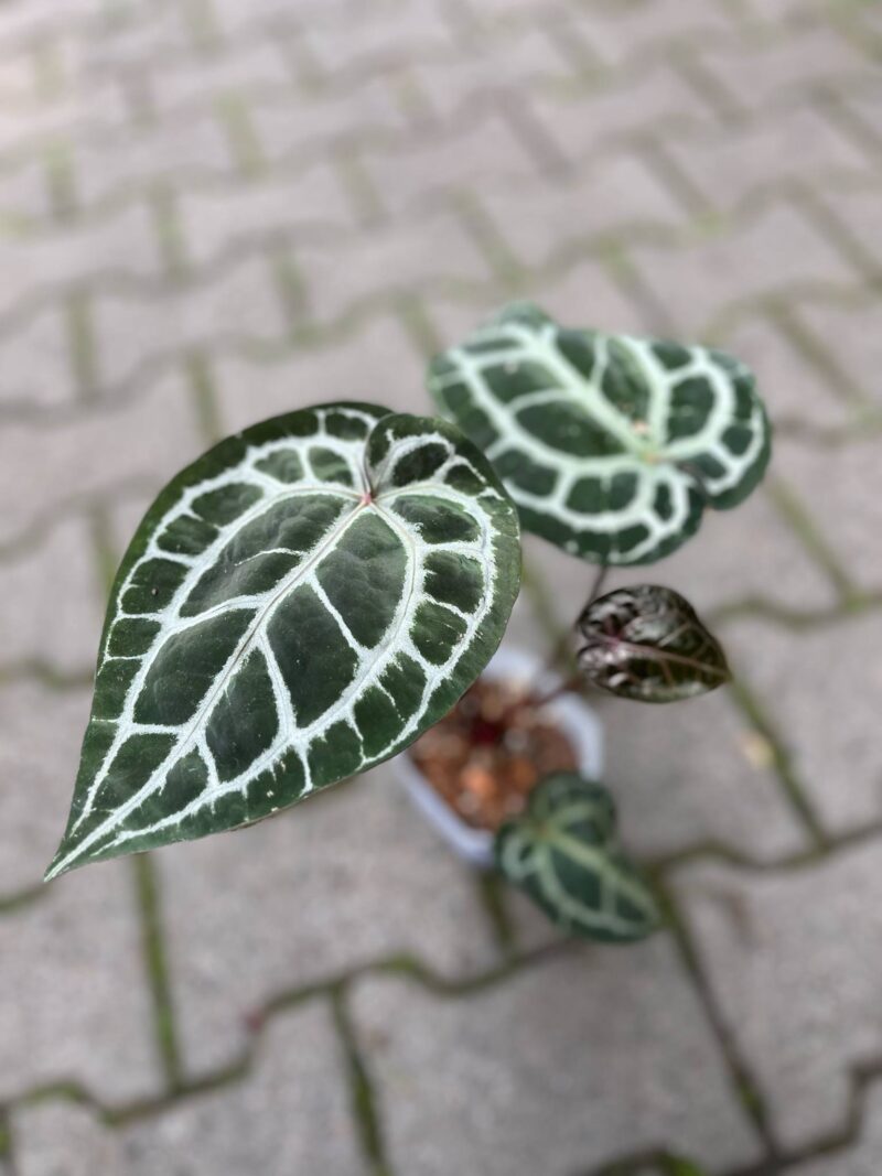 Dockblock Anthurium Michelle® ’11’ x Michelle® ‘1’