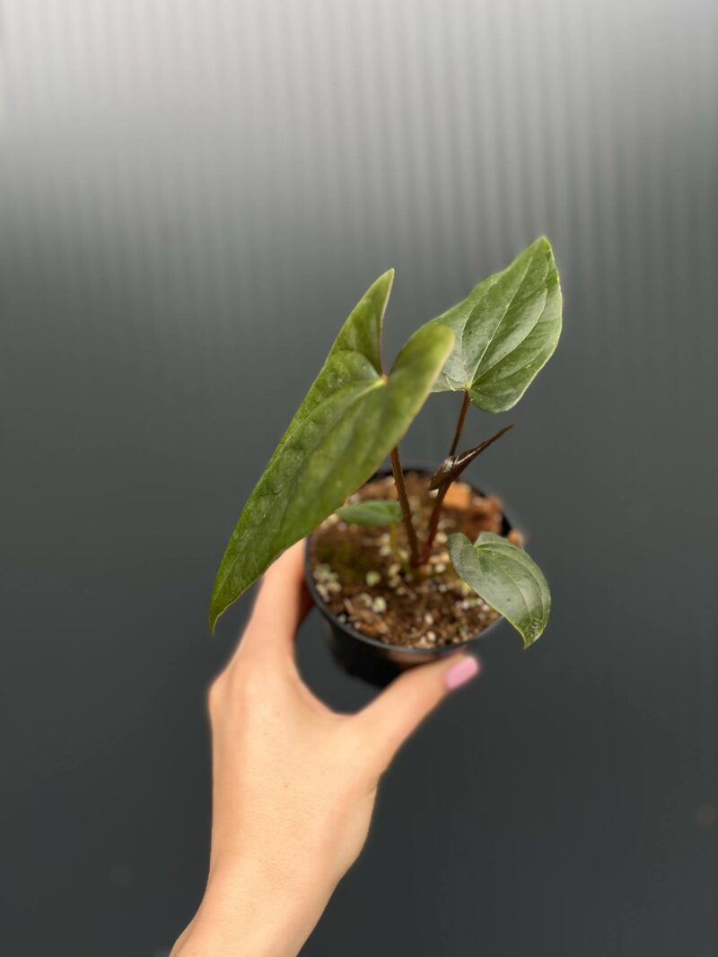 Anthurium Luxury Jungle x Papillilaminum