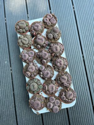 Sulcorebutia rauschii