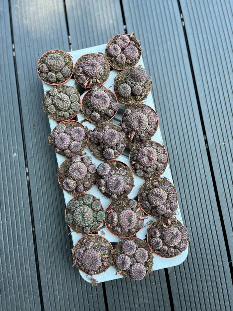 Sulcorebutia rauschii