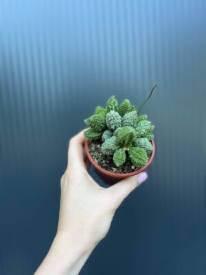 Sukulent ADROMISCHUS marianae herrei ‘Red Coral’