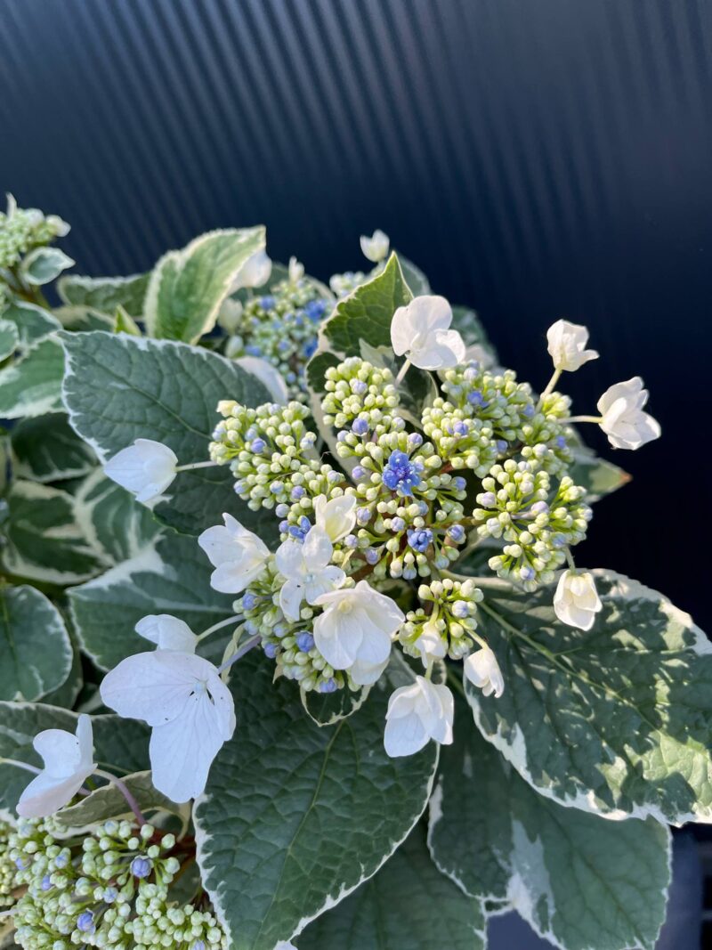 Hortensja ogrodowa variegata | Hydrangea macrophylla ‘Variegata’