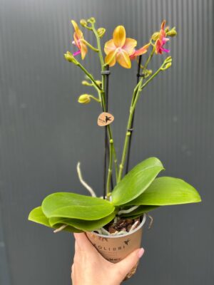 Phalaenopsis Bolgheri | Storczyk