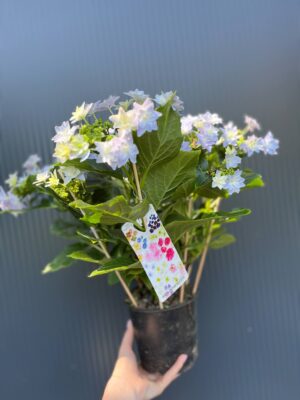 Hortensja Ogrodowa | Hydrangea macrophylla ‘Elleair Anniversary’