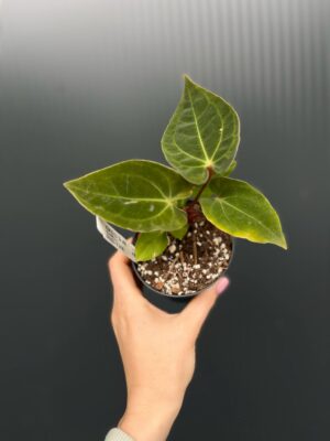 Anthurium ‘Eureka’ x Papillilaminum