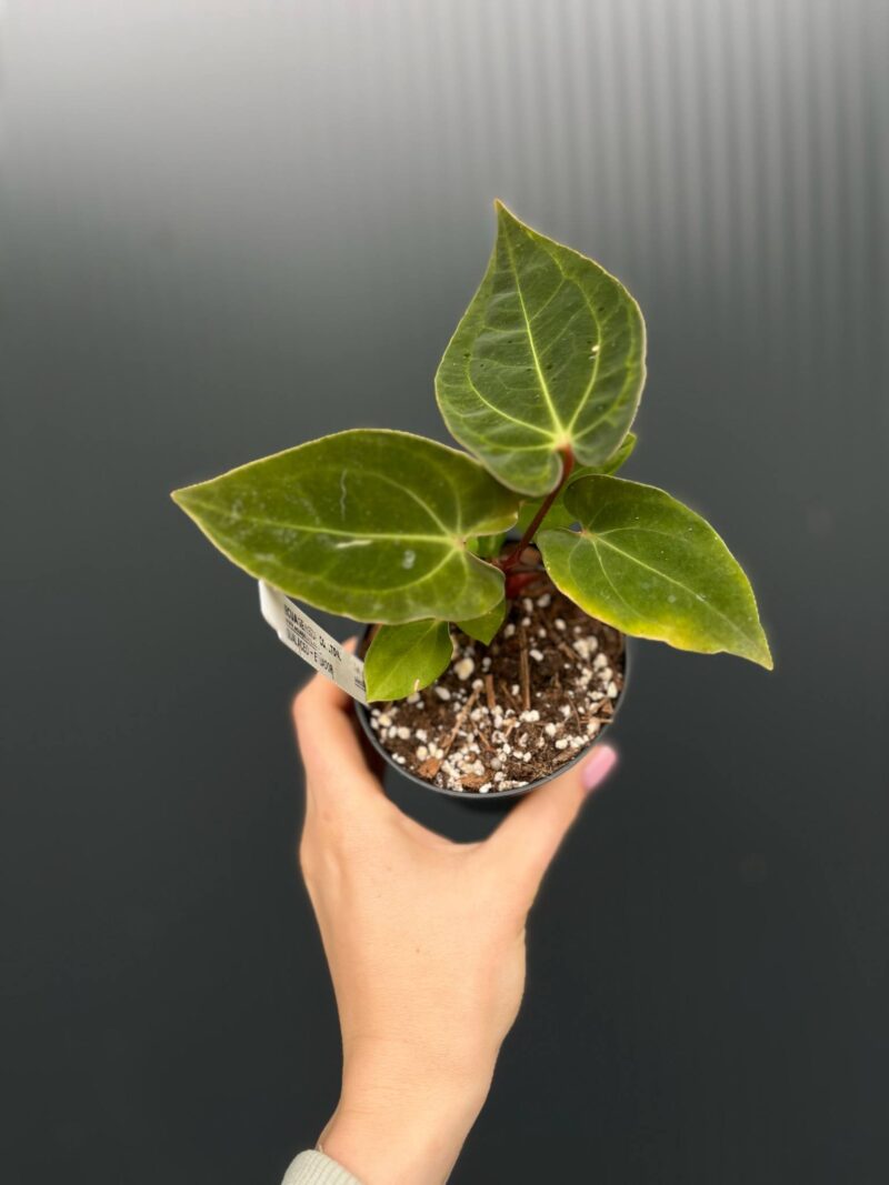 Anthurium ‘Eureka’ x Papillilaminum