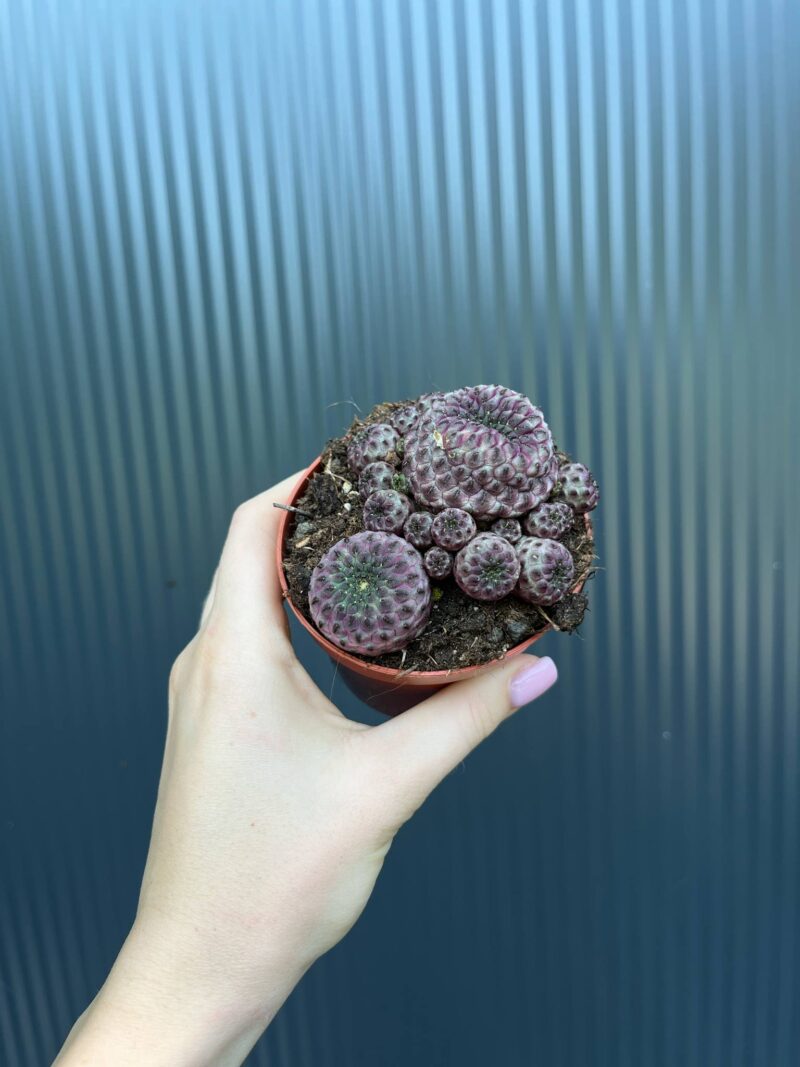 Sulcorebutia rauschii