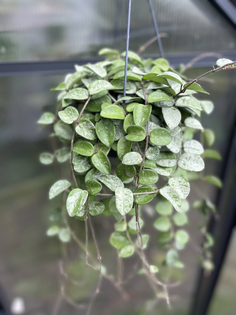 Hoya Mathilde Splash