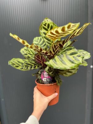 Calathea makoyana