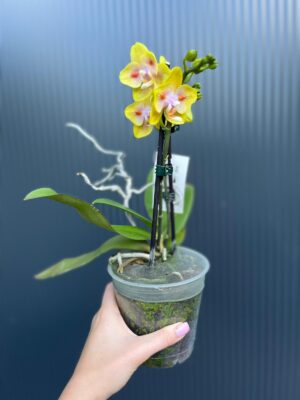 Phalaenopsis Yaphon Yellow Green Batman | Storczyk