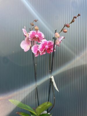 Phalaenopsis Veronika | Storczyk