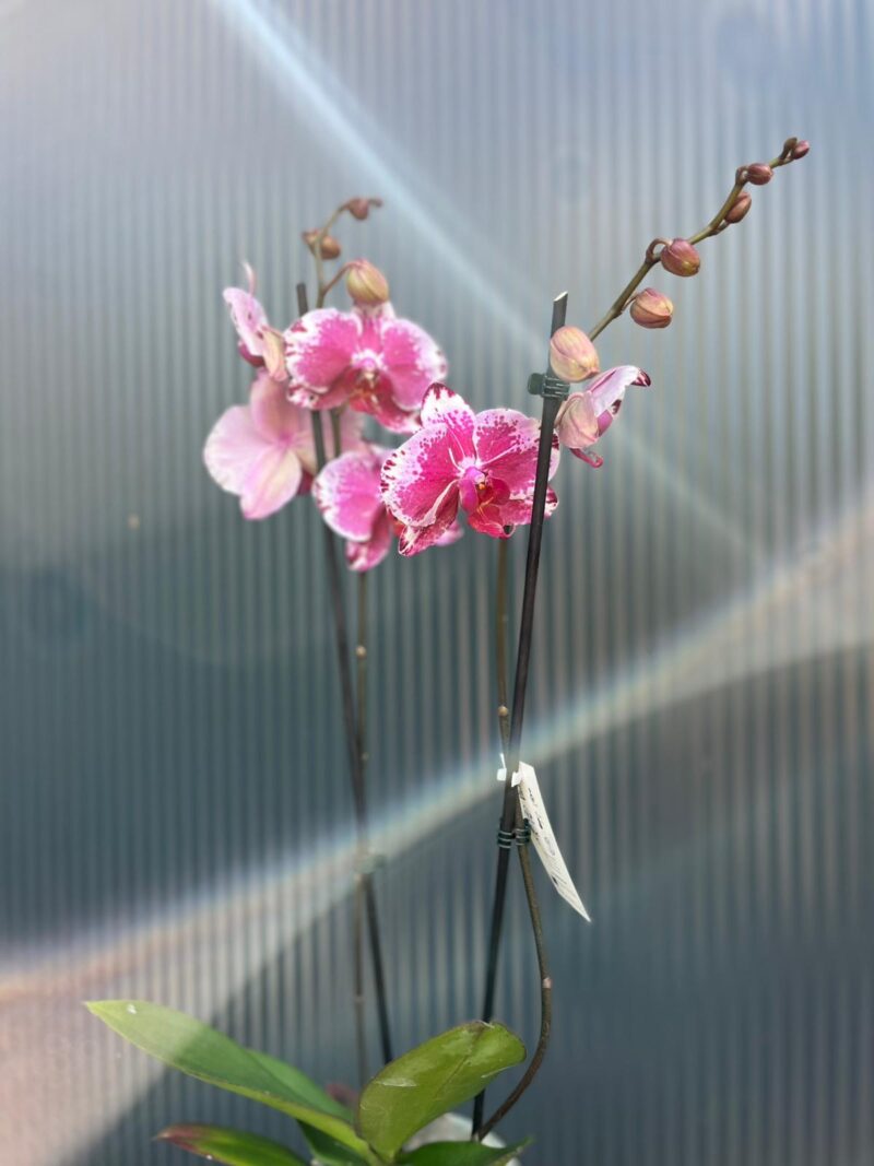 Phalaenopsis Veronika | Storczyk