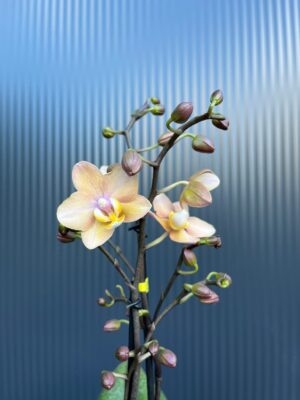 Phalaenopsis Aromio Fresh l Storczyk Pachnący