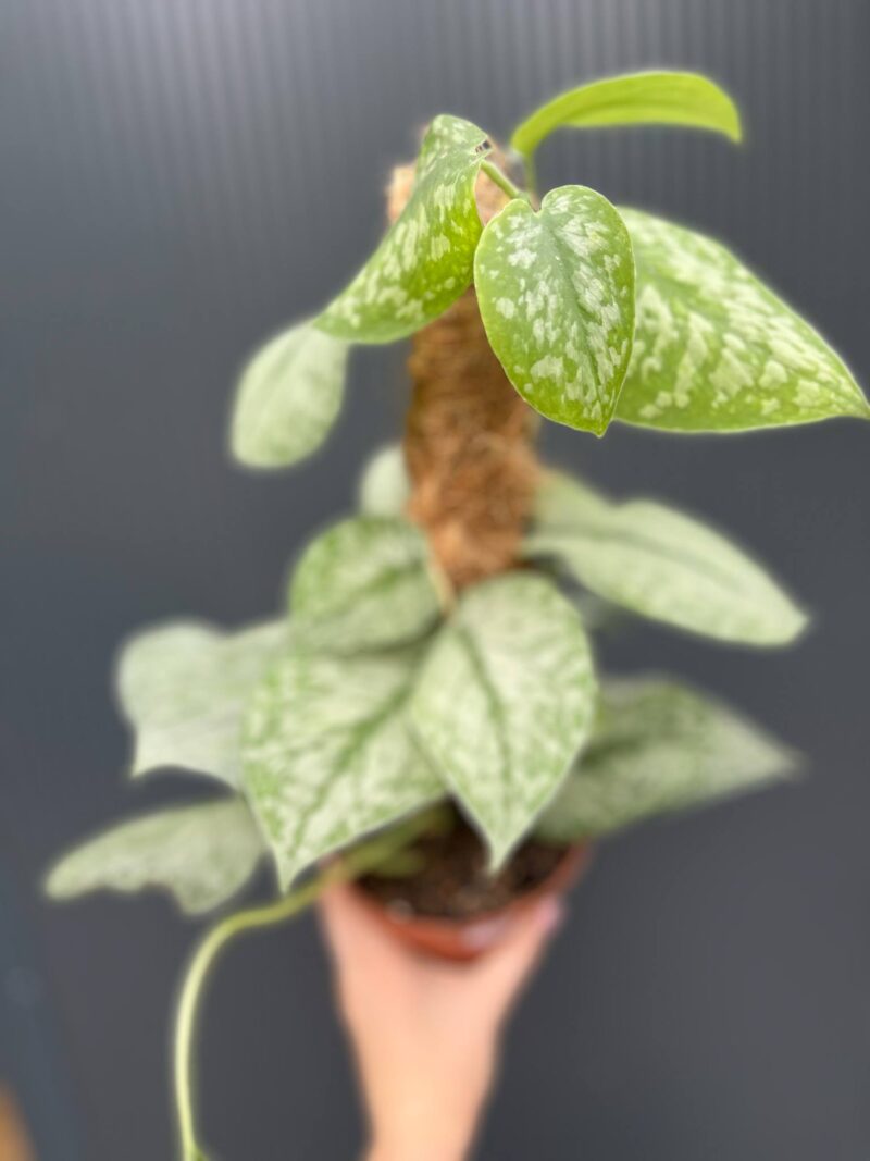 Scindapsus Silver Splash