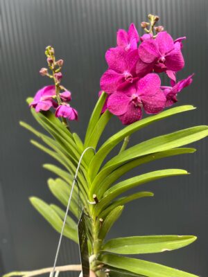 Vanda | Wanda storczyk | mix kolorów