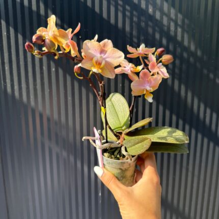 Phalaenopsis Aromio Honey | Stroczyk pachnący