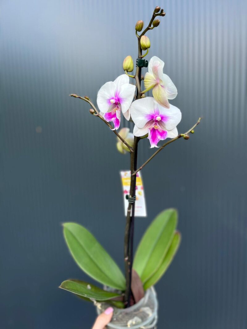 Phalaenopsis Limited 24 – Przekwitający