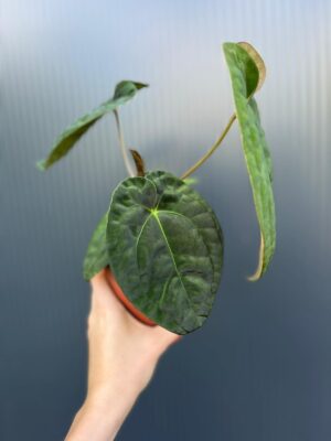 Anthurium Dark Phoenix