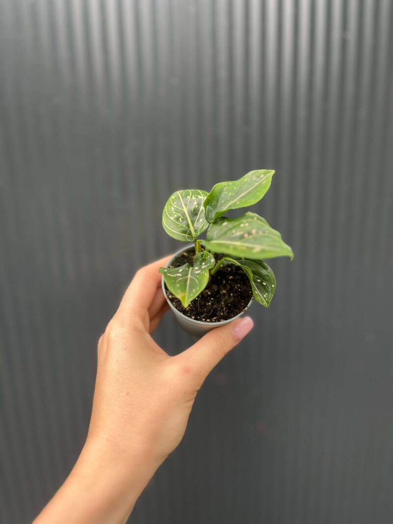 Aglaonema Tom’s Pride