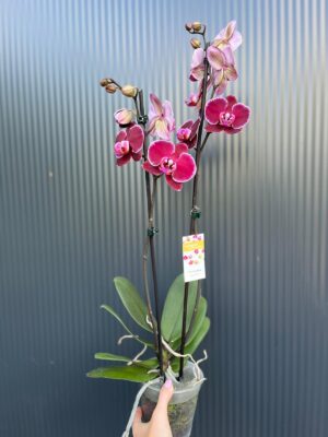 Phalaenopsis Elegant Debora | Storczyk