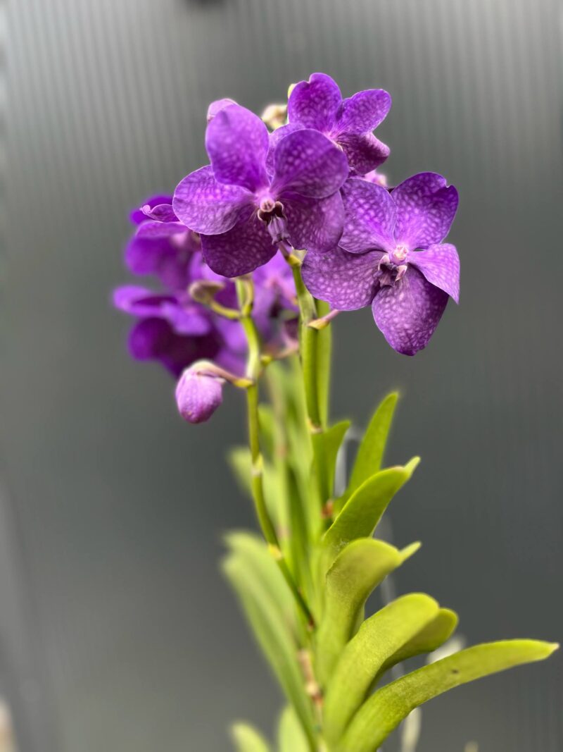 Vanda | Wanda storczyk | mix kolorów