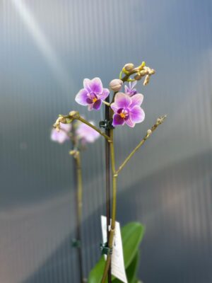 Phalaenopsis Equestris | storczyk