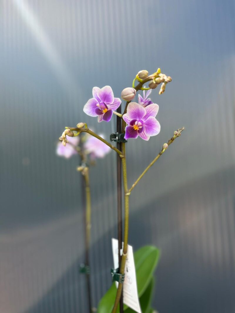 Phalaenopsis Equestris | storczyk