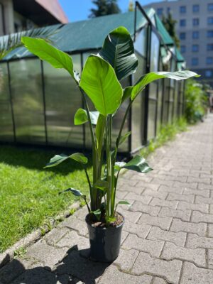 Strelitzia nicolai | Strelicja