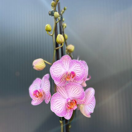 phalaenopsis tropic picotee | Storczyk przekwitnięty