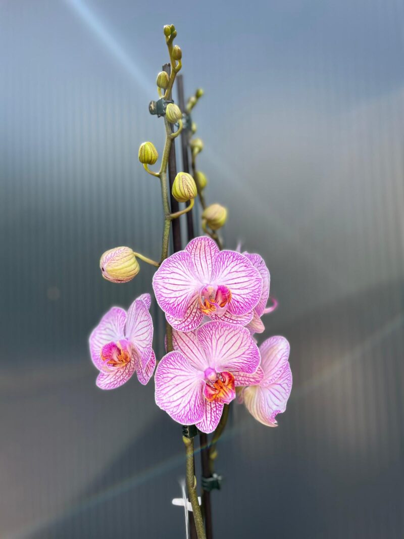 phalaenopsis tropic picotee | Storczyk przekwitnięty