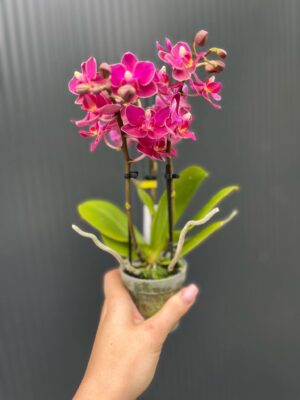 Phalaenopsis ‘Aromio Fruity’ | Storczyk Pachnący