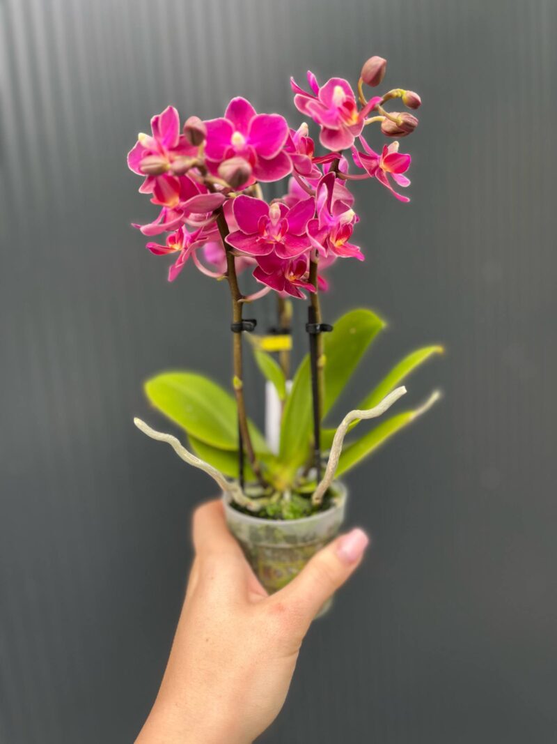 Phalaenopsis ‘Aromio Fruity’ | Storczyk Pachnący