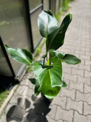 Strelitzia nicolai | Strelicja