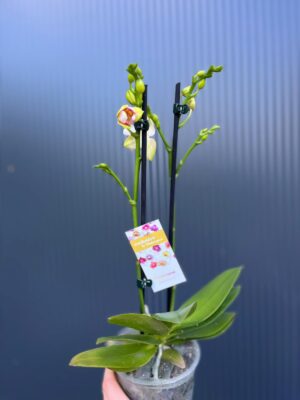 Phalaenopsis I-Hsin Venus ‘Peloric’ | Storczyk