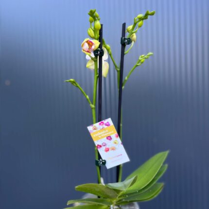 Phalaenopsis I-Hsin Venus ‘Peloric’ | Storczyk