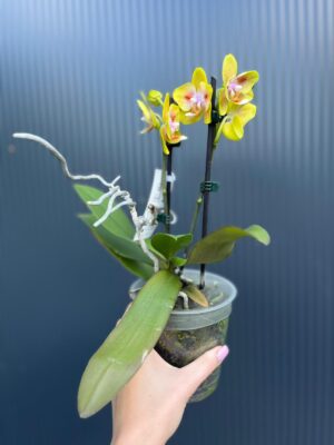 Phalaenopsis Yaphon Yellow Green Batman | Storczyk