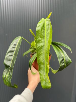 Philodendron Patriciae