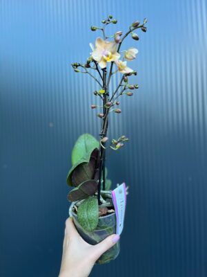 Phalaenopsis Aromio Fresh l Storczyk Pachnący