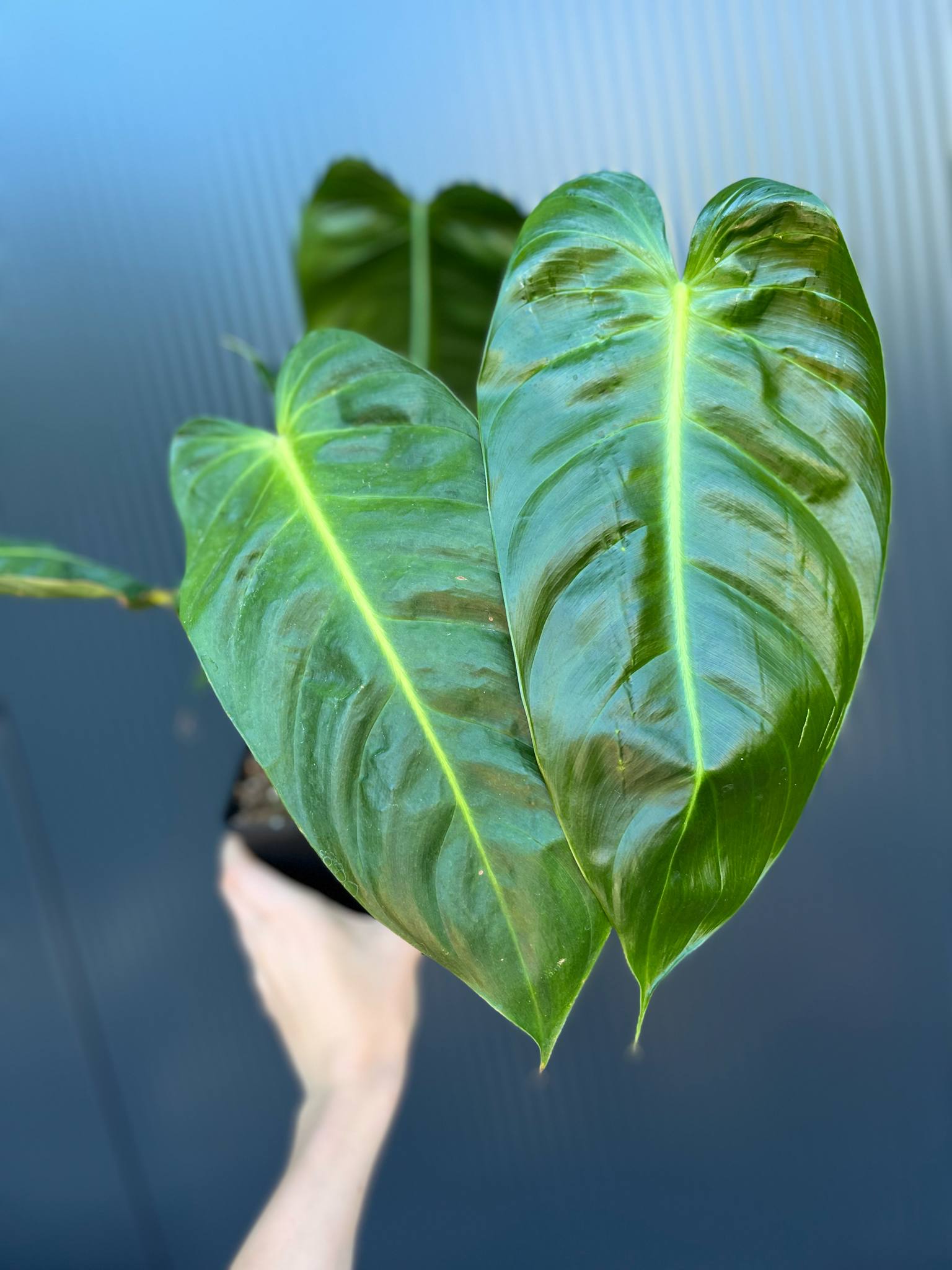 philodendron hederaceum oxycardium PHILODENDRON HEDERACEUM VARIEGATED