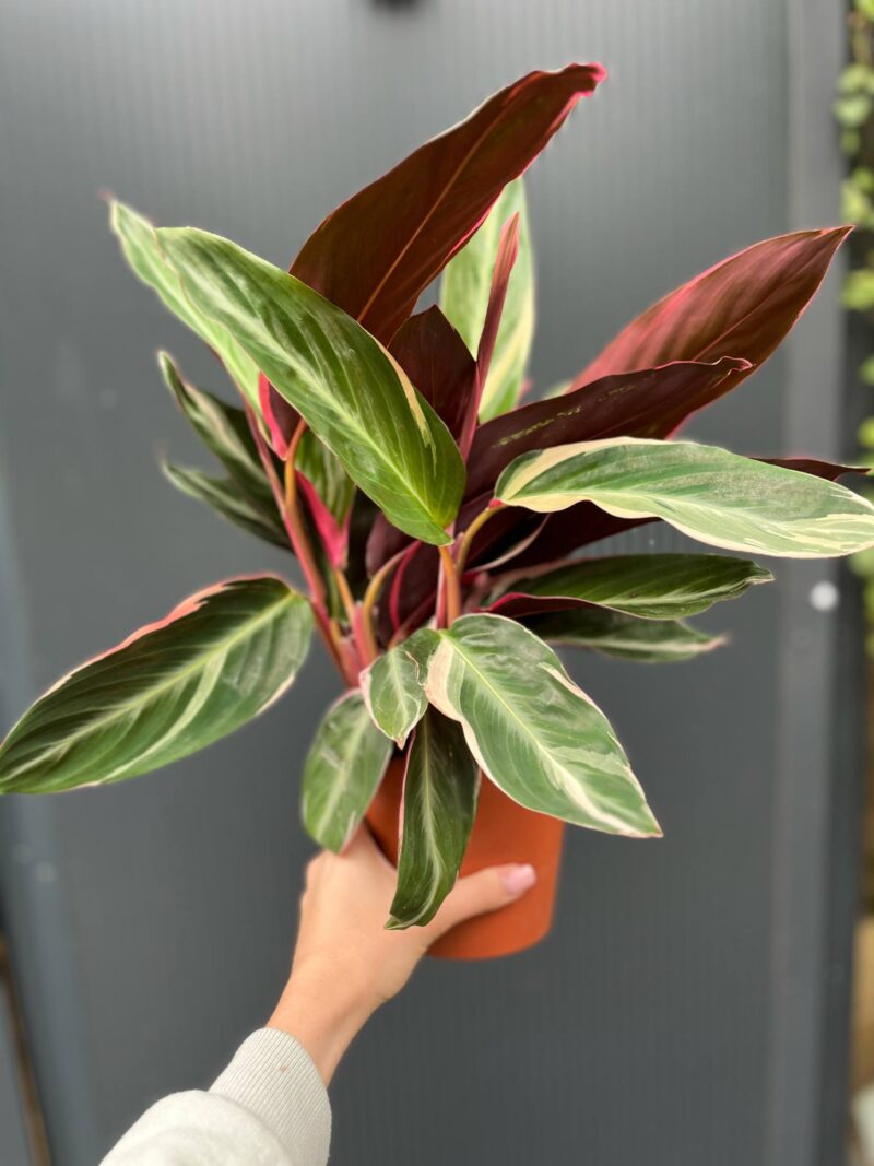 Stromanthe Sanguinea Triostar