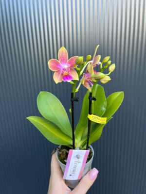 Phalaenopsis Aromio Spring | Storczyk pachnący