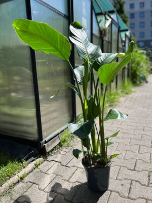 Strelitzia nicolai | Strelicja
