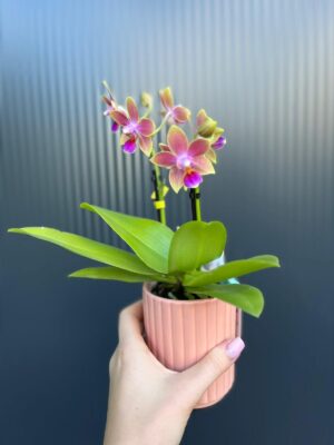 Phalaenopsis Aromio Spring | Storczyk pachnący