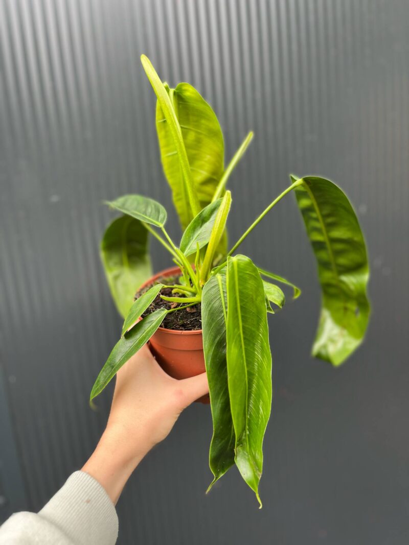 Philodendron Patriciae