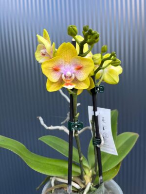 Phalaenopsis Yaphon Yellow Green Batman | Storczyk