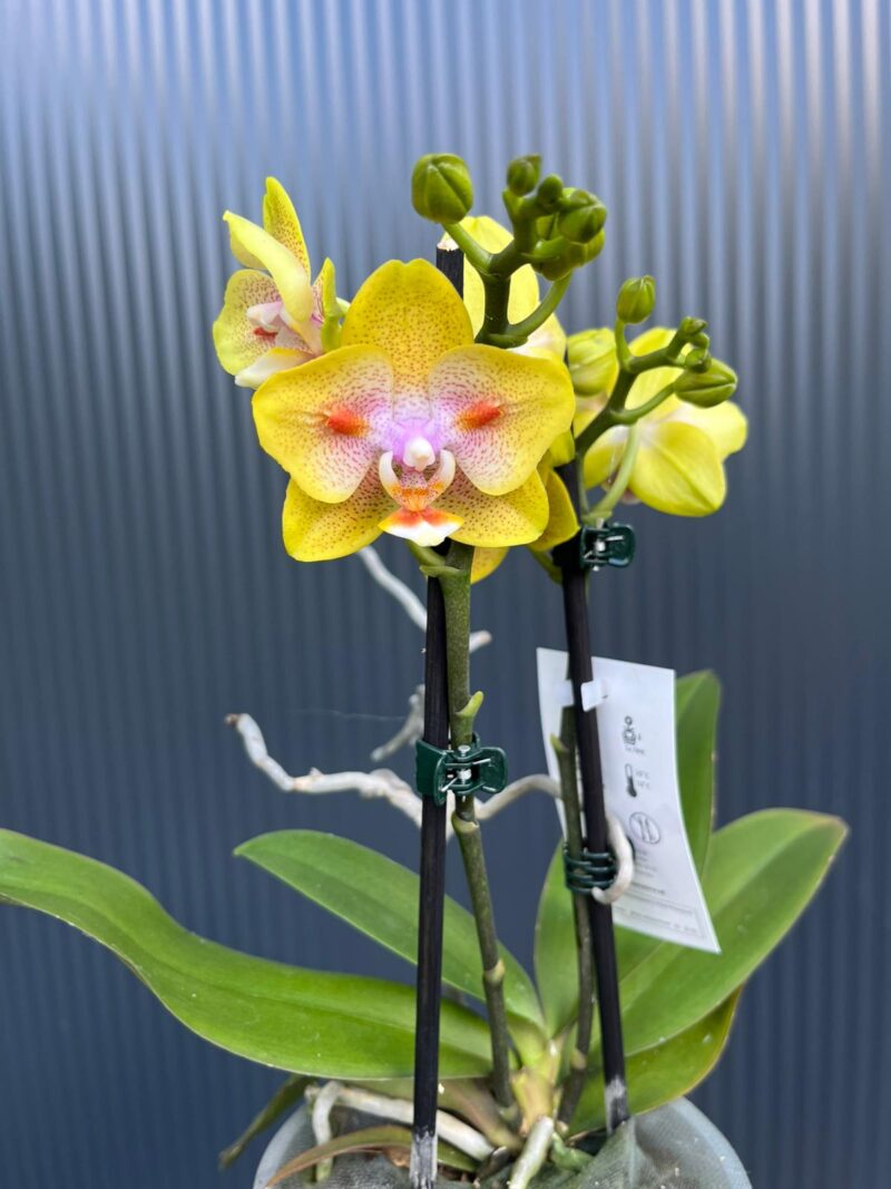 Phalaenopsis Yaphon Yellow Green Batman | Storczyk