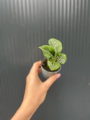 Aglaonema Tom’s Pride