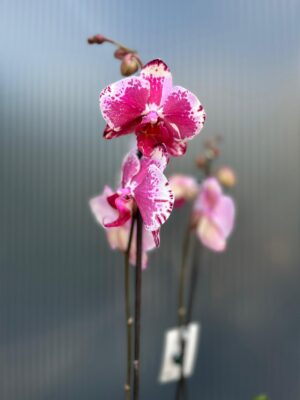 Phalaenopsis Veronika | Storczyk