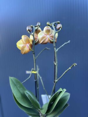 Phalaenopsis Las Vegas Gold | Storczyk